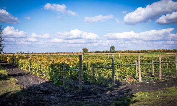 Guide to local wineries near Fargo