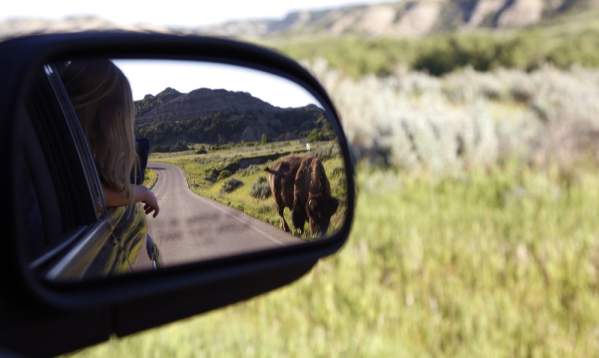 bison in side mirror