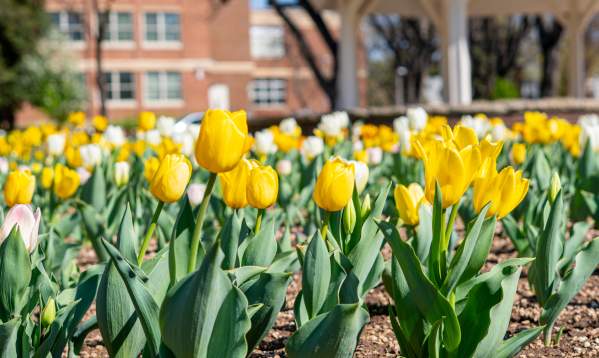 6 Mother's Day Weekend Activities in Fort Collins