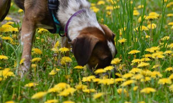 5 Tips on Visiting Fort Collins With Your Dog