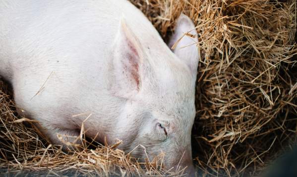 Farm to Table Experiences in Lafayette