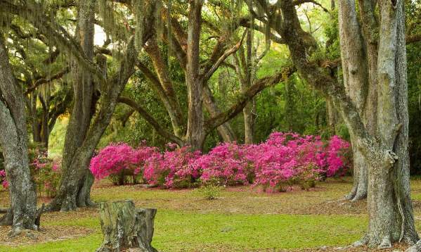 Top 5 Gardens in Lafayette
