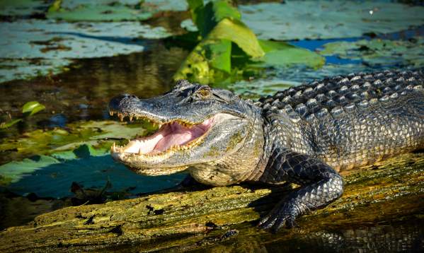 Swamp Tours Near Lafayette