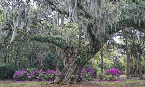 Lafayette's Ancient Oaks