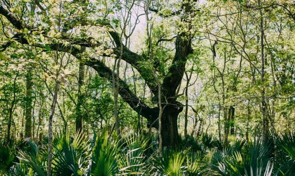 Top 5 Places to Hike in Acadiana