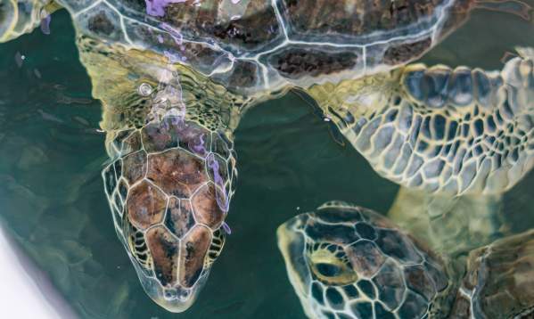 Turtles