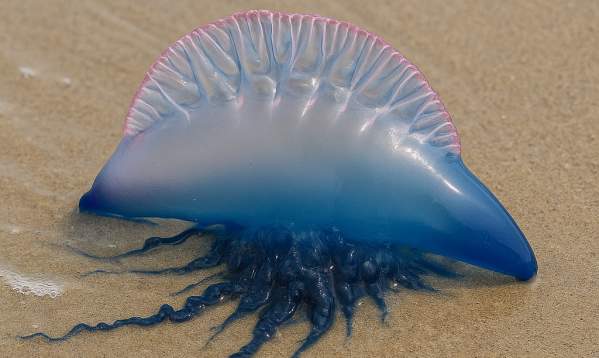 Portuguese Man-o’-War