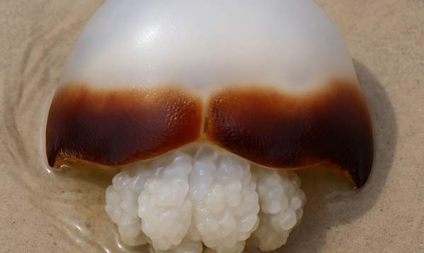 Cannonball Jellyfish