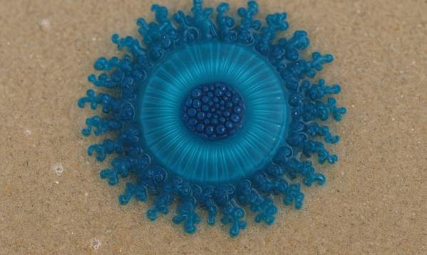 Blue Button Jellyfish
