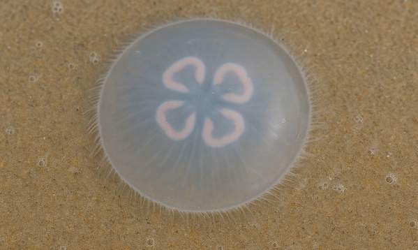 Moon Jellies