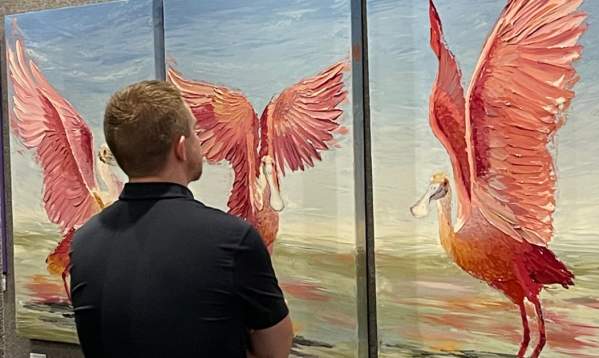A man considers 3 paintings of a Roseate Spoonbill at Port Aransas Art Center's gift shop