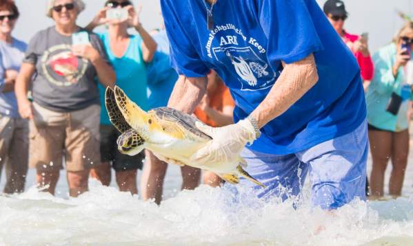 Turtle Release
