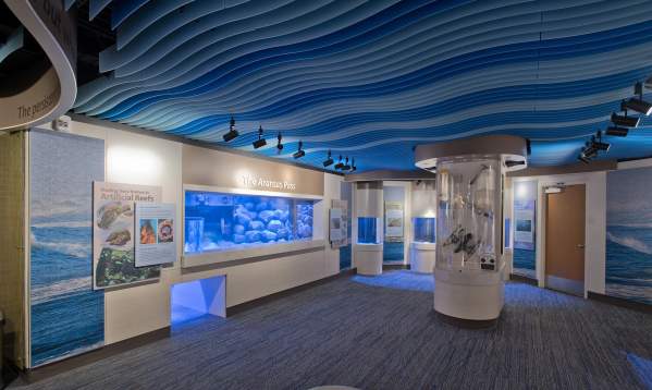 An open empty museum room with a wavy blue ceiling, aquarium tanks on one wall, and various oceanic hangings on the walls