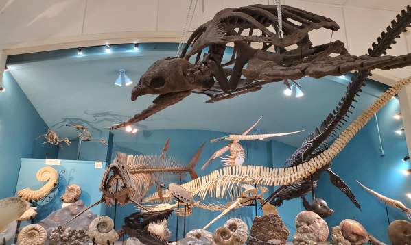 Museum at Black Hills Institute