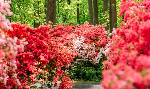 Winterthur Azaleas