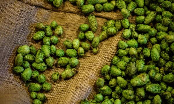 Fresh hops harvested from the farm.