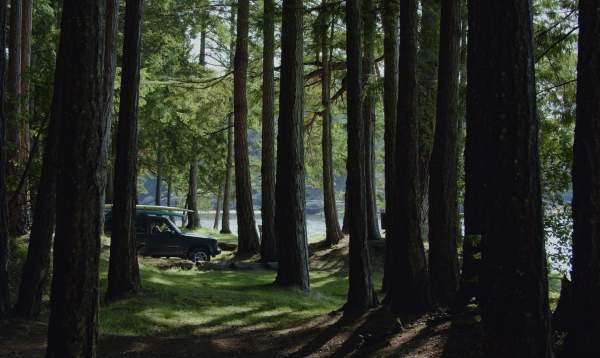 A glimpse through the trees at a vehicle with paddleboards strapped to the roof.
