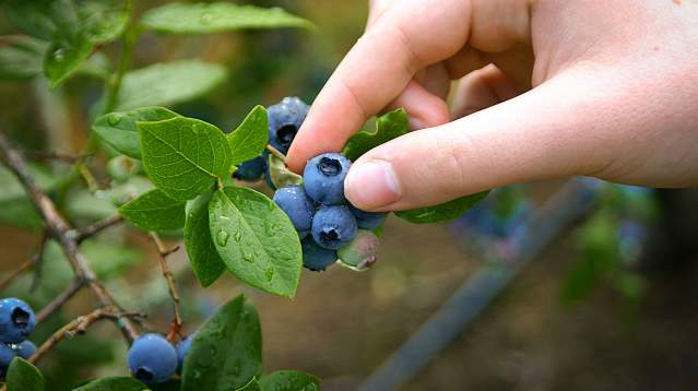 Picking Wild Blueberries