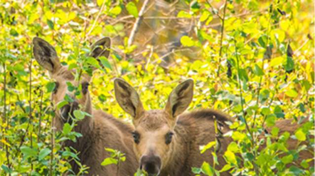 Deer peeking through brush