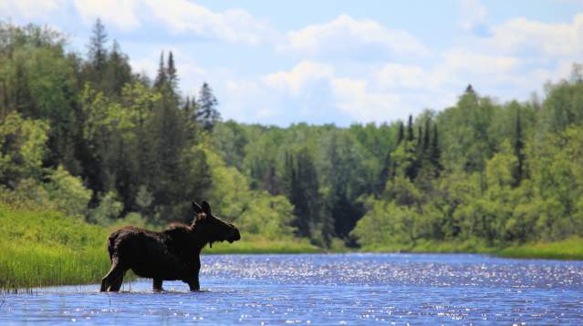 Moose standing in a lake