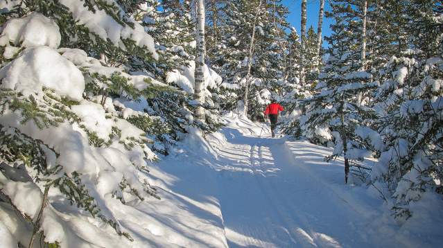 Cross-country skiing / skier