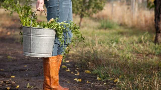 FARMER HOLDING PRODUCE