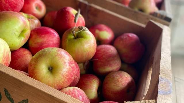 Fall Apple Picking