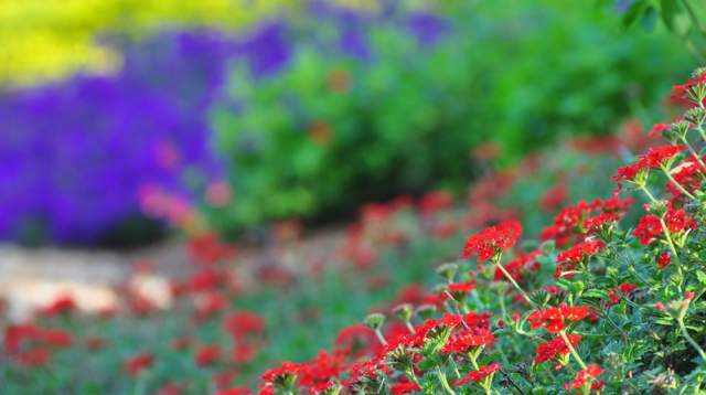 Cape Fear Botanical Garden