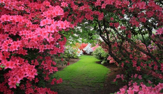 Keithan's Bluebird Garden