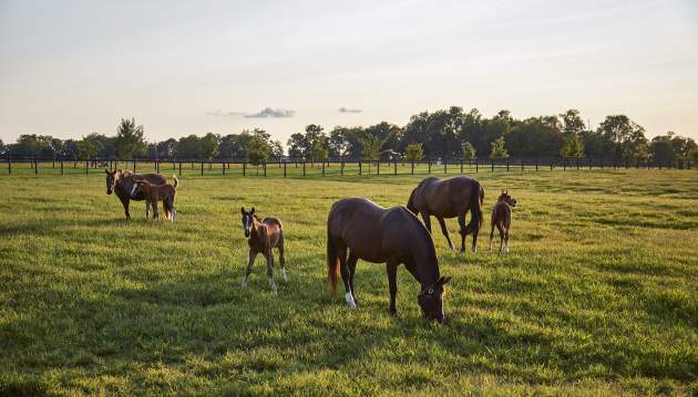 Spycoast Farm