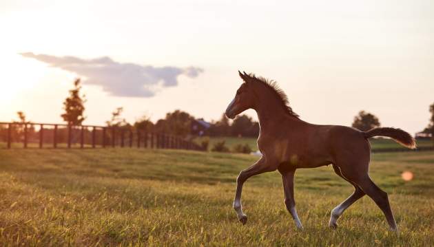 Horse