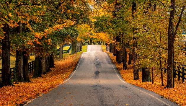 Scenic roadway in Lexington with Fall leaves.