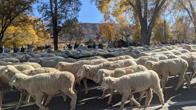 Part of the Cedar Livestock and Heritage Festival, the annual Sheep Parade is a visitor and local favorite every fall.