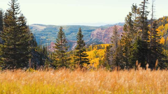 Fall Color at Cedar Breaks National Monument