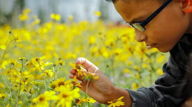Wildflower Festival | Cedar Breaks National Monument