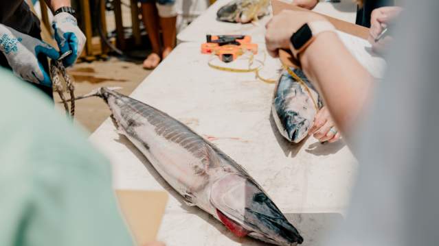 Wahoo-fishing-offshore