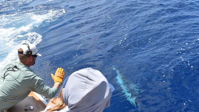 Marlin-fishing-offshore-twat