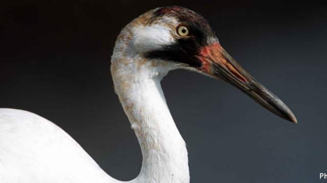 Whooping Crane
