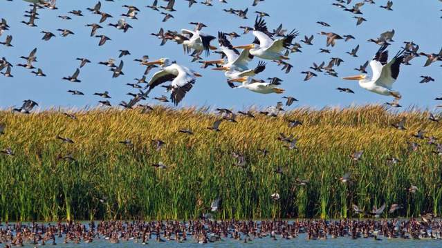 Birds