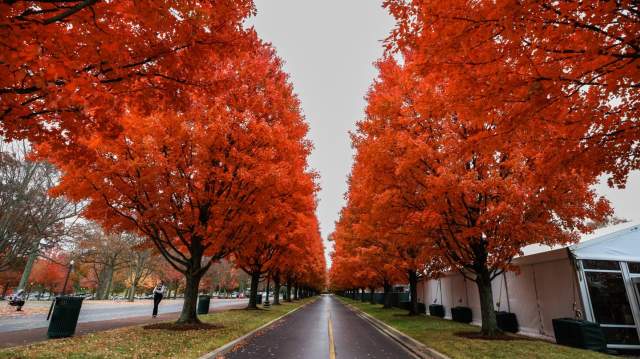 Fall Guide to Lexington