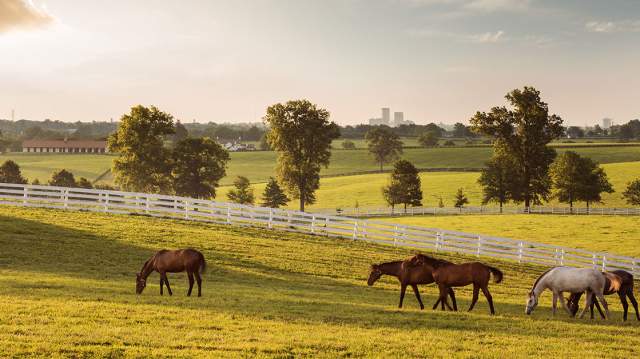 Top 8 Things To Do This Summer in Lexington, Kentucky