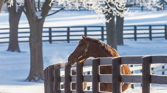 Top 6 Things To Do This Winter In Lexington, Kentucky