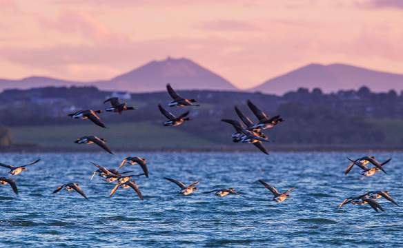 Brent Geese flying low over Strangford Lough with hills in the background