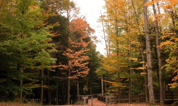 Hiking at Hartwick Pines State Park