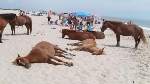 Horses hanging out on Assateague Island