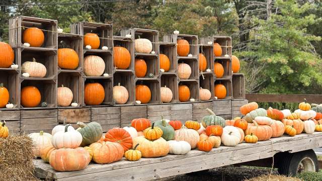 Pumpkin Patch Bedford County