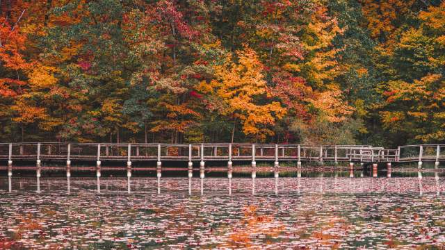 Trees with orange, red, and green leaves on the far side of a pond covered with leaves.