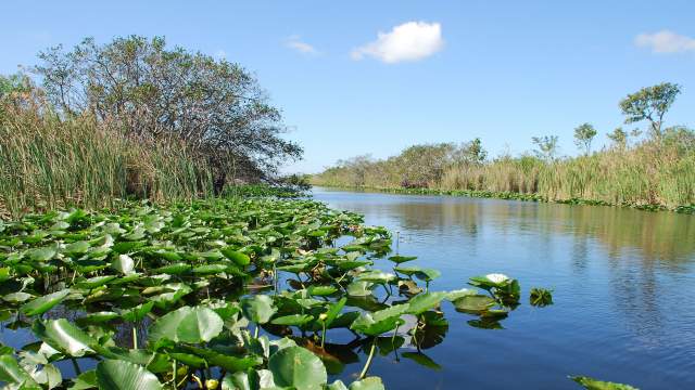 Everglades