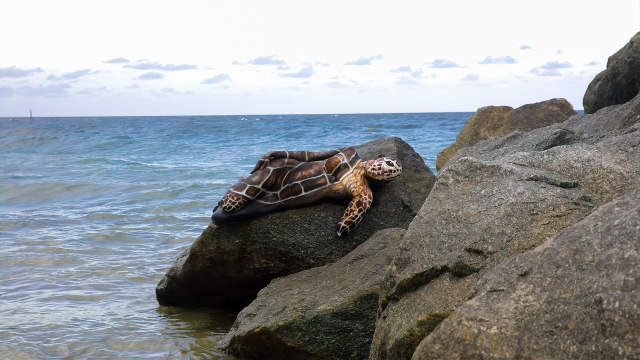 Sea Turtle - Avi Ram