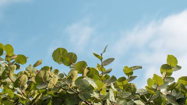 Bushes at Sea Ranch Lakes in Fort Lauderdale